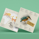 plego-bird-blauet-6.webp