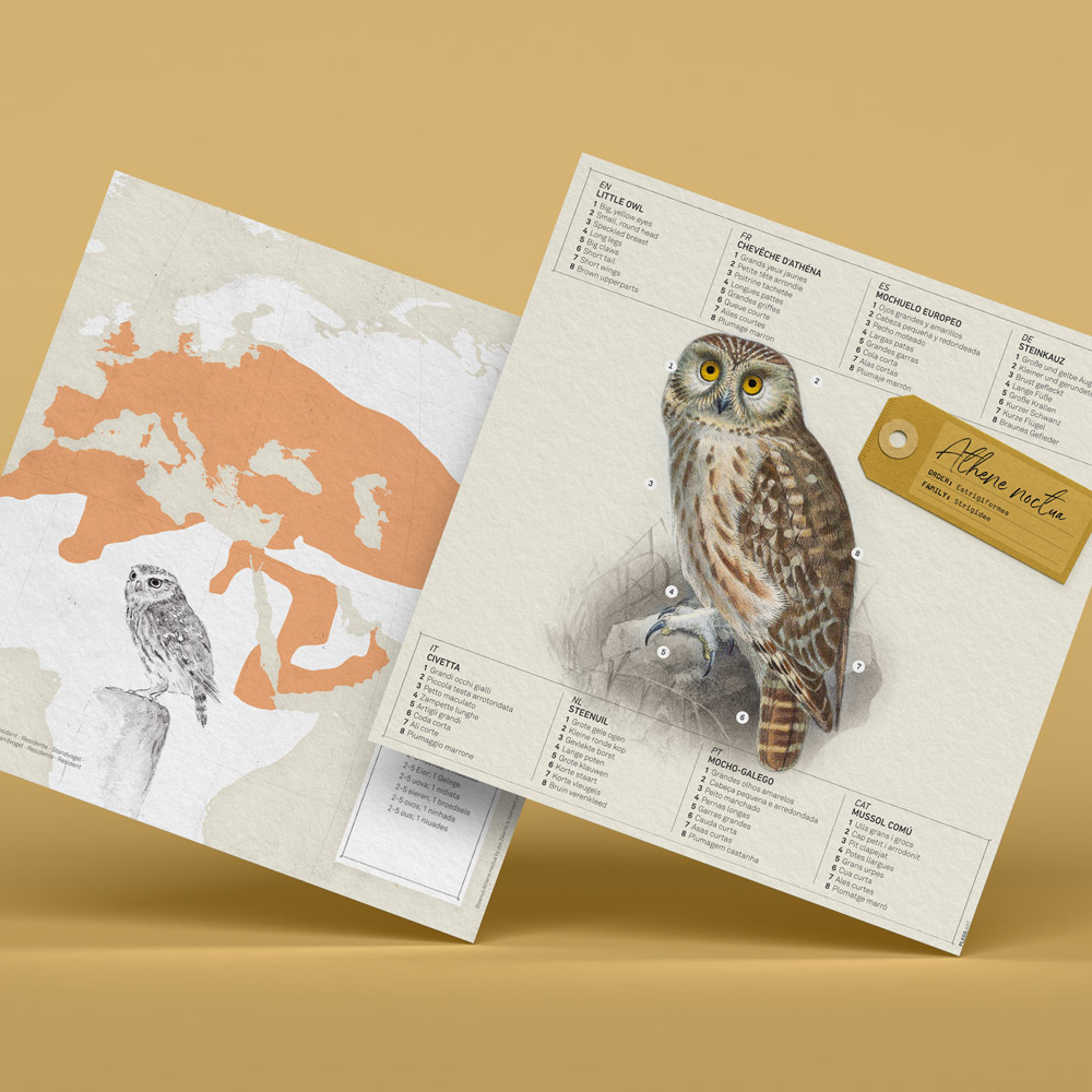 plego-bird-mussol-7.webp
