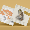 plego-bird-mussol-7.webp