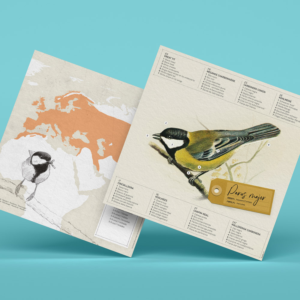 plego-bird-mallerenga-6.webp