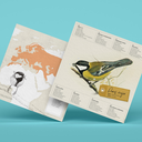plego-bird-mallerenga-6.webp