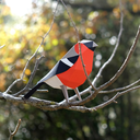 plego-bird-pinsa-2.webp