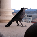 plego-bird-corb-6-1.webp