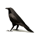 corb-aillat.webp