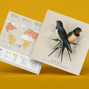 plego-bird-oreneta-8.webp