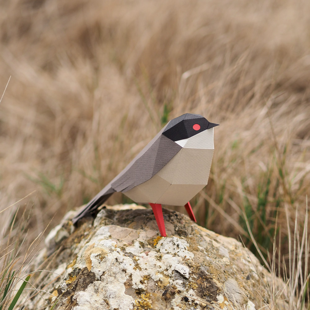 plego-bird-tallarol-3.webp