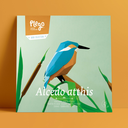 Alcedo Atthis