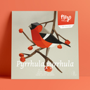 Pyrrhula Pyrrhula