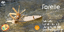 Forelle, Schiffsbausatz